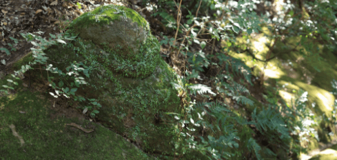 日向山 宝城坊 日向薬師　甲石の写真