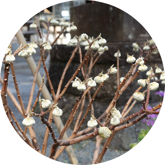 敷地内の植物について